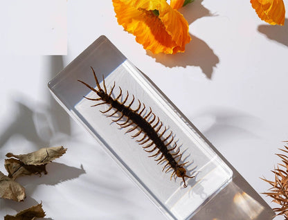 Crawling Animals Insects Bugs Resin Epoxy Blocks  Specimens Toy