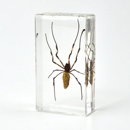 Crawling Animals Insects Bugs Resin Epoxy Blocks  Specimens Toy