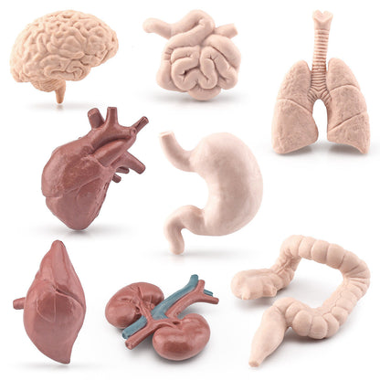 Body Organs Figurines Anatomical Realistic Brain Heart Lung Liver Model Toy for Kindergarten Life cycle