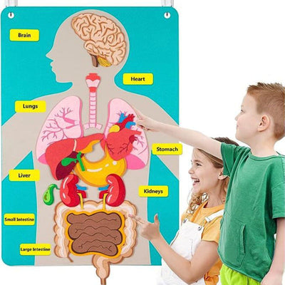 Partes del Cuerpo y Órganos de Fieltro Portátiles para Aprender con Tarjetas Didácticas Actividades de Habilidades para la Vida