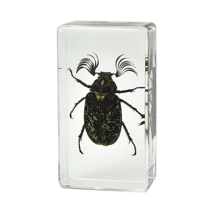 Crawling Animals Insects Bugs Resin Epoxy Blocks  Specimens Toy