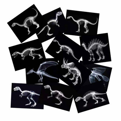 Educational Animal Human X Ray Images Animals Dinosaurs Insects  OR Anatomy Bone Picture Packs You Choose!