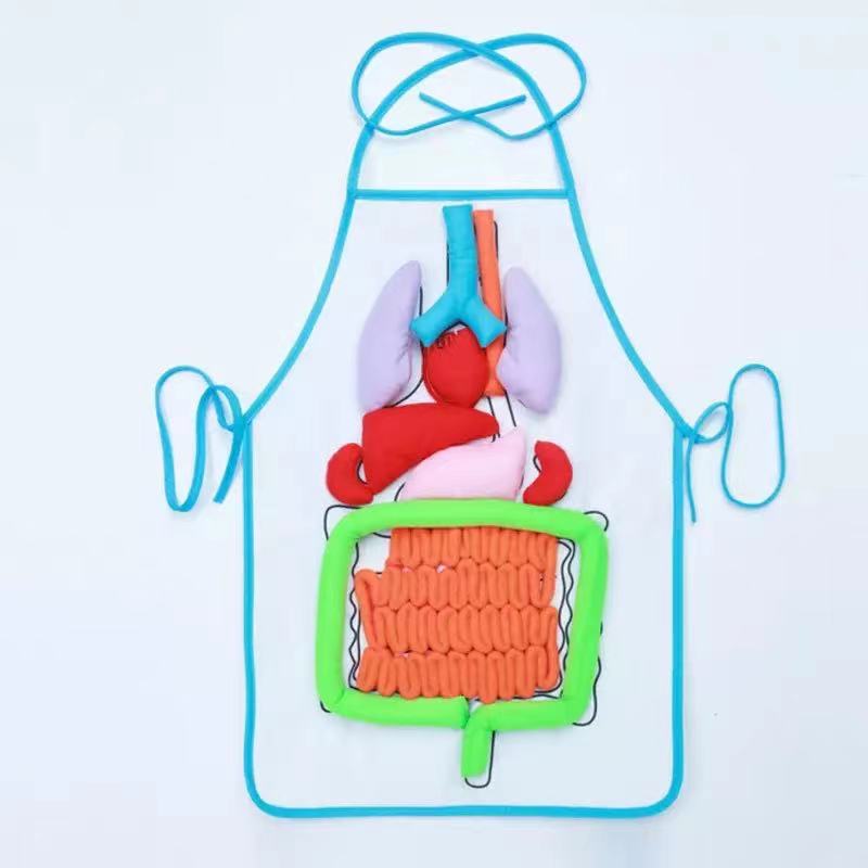 Montessori Human Body Organ Anatomy Apron-Best montessori toys