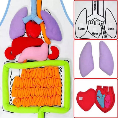 Montessori Human Body Organ Anatomy Apron-Best montessori toys
