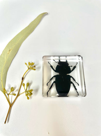 Crawling Animals Insects Bugs Resin Epoxy Blocks  Specimens Toy