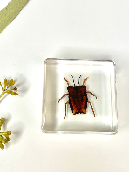 Crawling Animals Insects Bugs Resin Epoxy Blocks  Specimens Toy