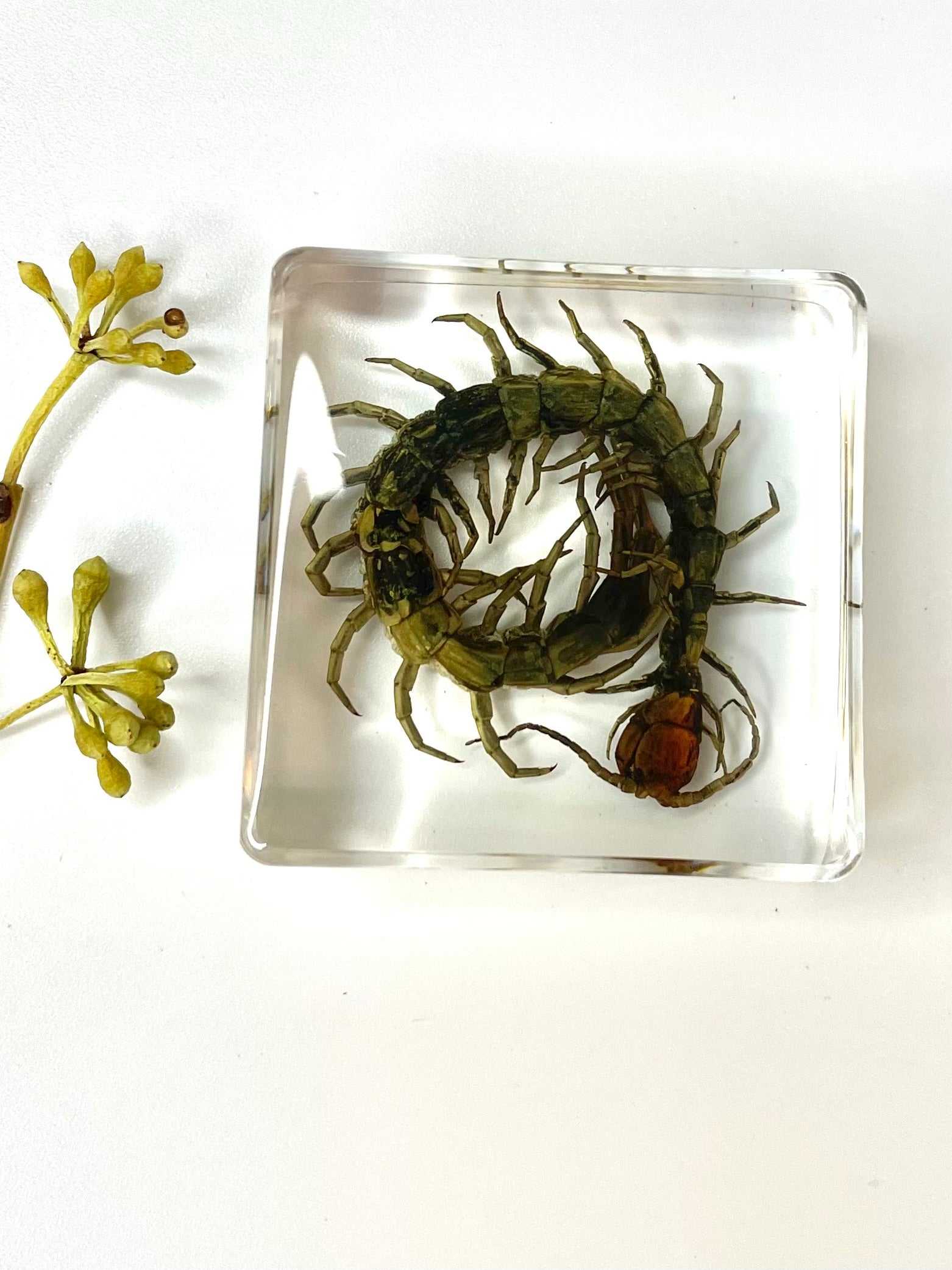 Crawling Animals Insects Bugs Resin Epoxy Blocks  Specimens Toy