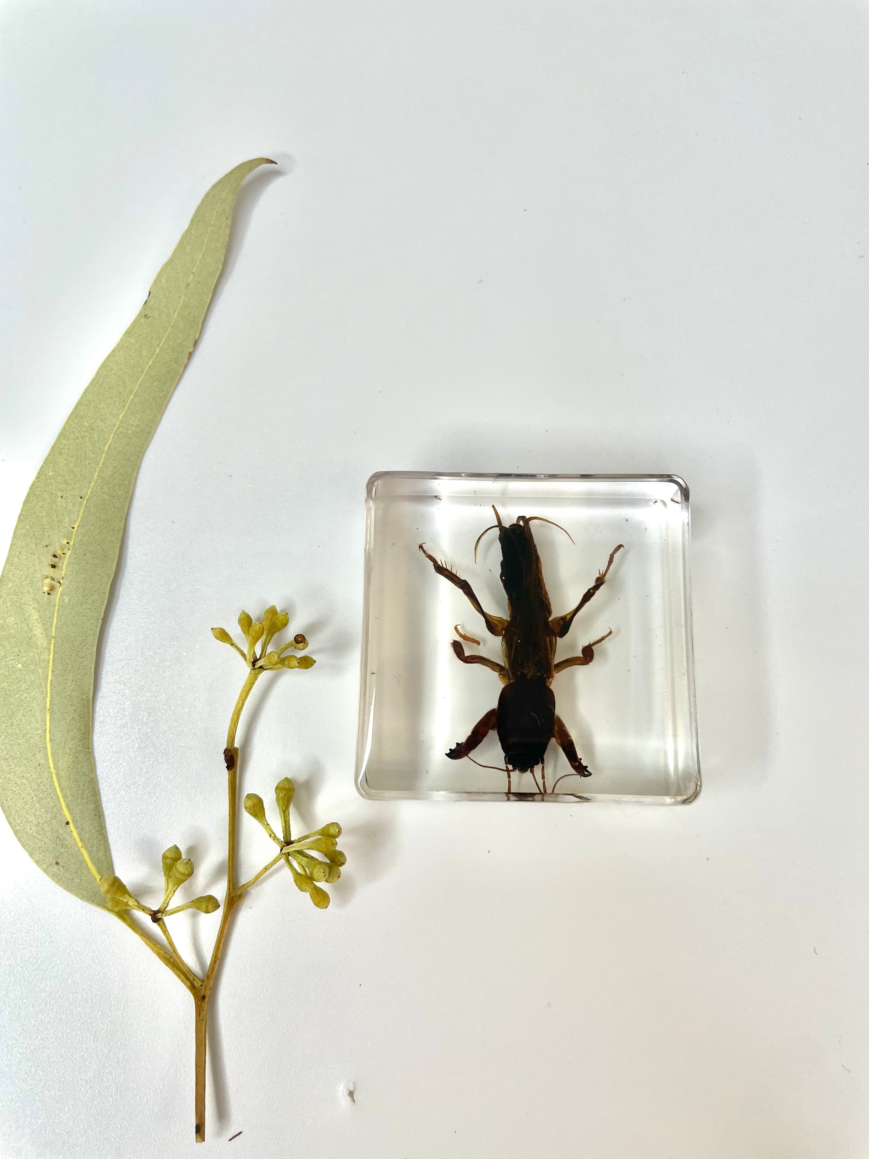 Crawling Animals Insects Bugs Resin Epoxy Blocks  Specimens Toy