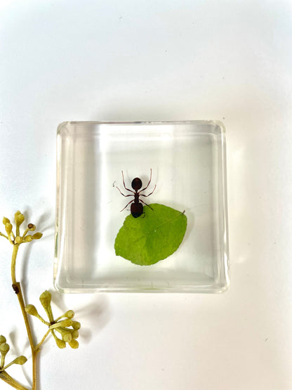 Crawling Animals Insects Bugs Resin Epoxy Blocks  Specimens Toy