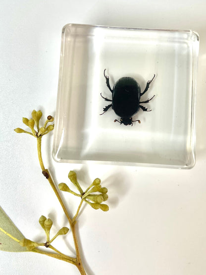 Crawling Animals Insects Bugs Resin Epoxy Blocks  Specimens Toy