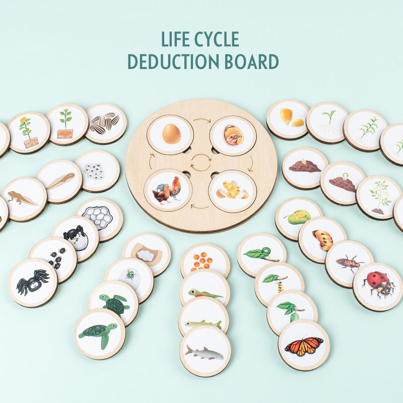 Montessori Life Cycle Board for Kindergarten 10 Animals and Plants Butterfly Frog Spider Sunflower Lifecycle Toy