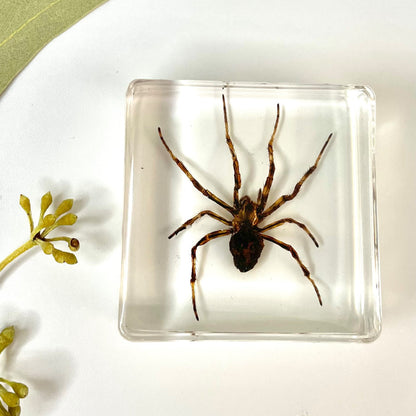 Crawling Animals Insects Bugs Resin Epoxy Blocks  Specimens Toy