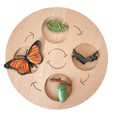 Fidtoy Planche de cycle de vie Montessori en bois - Jouet scientifique éducatif pour enfants