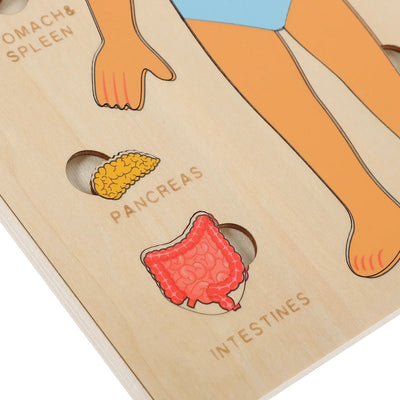 Set de Rompecabezas de Órganos Humanos Fidtoy, Juguete Montessori para Aprender Anatomía