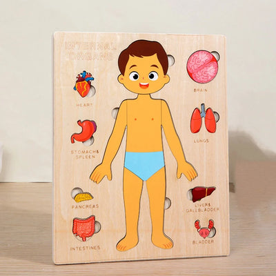 Set de Rompecabezas de Órganos Humanos Fidtoy, Juguete Montessori para Aprender Anatomía