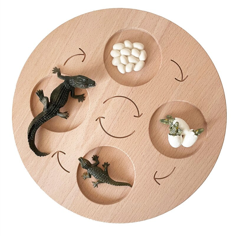 Fidtoy Planche de cycle de vie Montessori en bois - Jouet scientifique éducatif pour enfants
