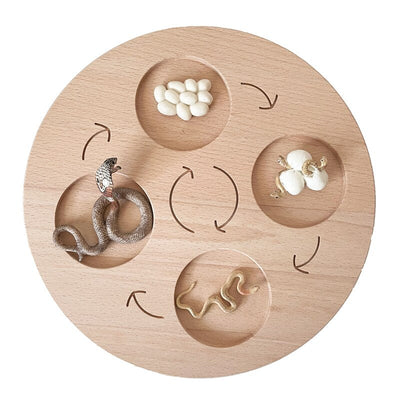 Fidtoy Planche de cycle de vie Montessori en bois - Jouet scientifique éducatif pour enfants