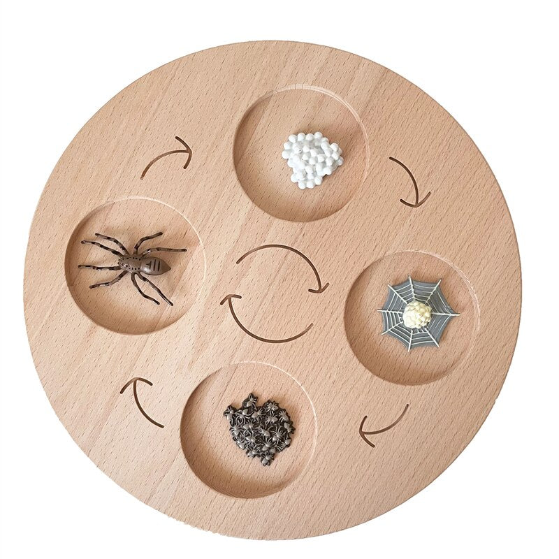 Fidtoy Planche de cycle de vie Montessori en bois - Jouet scientifique éducatif pour enfants