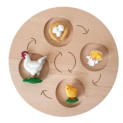 Fidtoy Planche de cycle de vie Montessori en bois - Jouet scientifique éducatif pour enfants