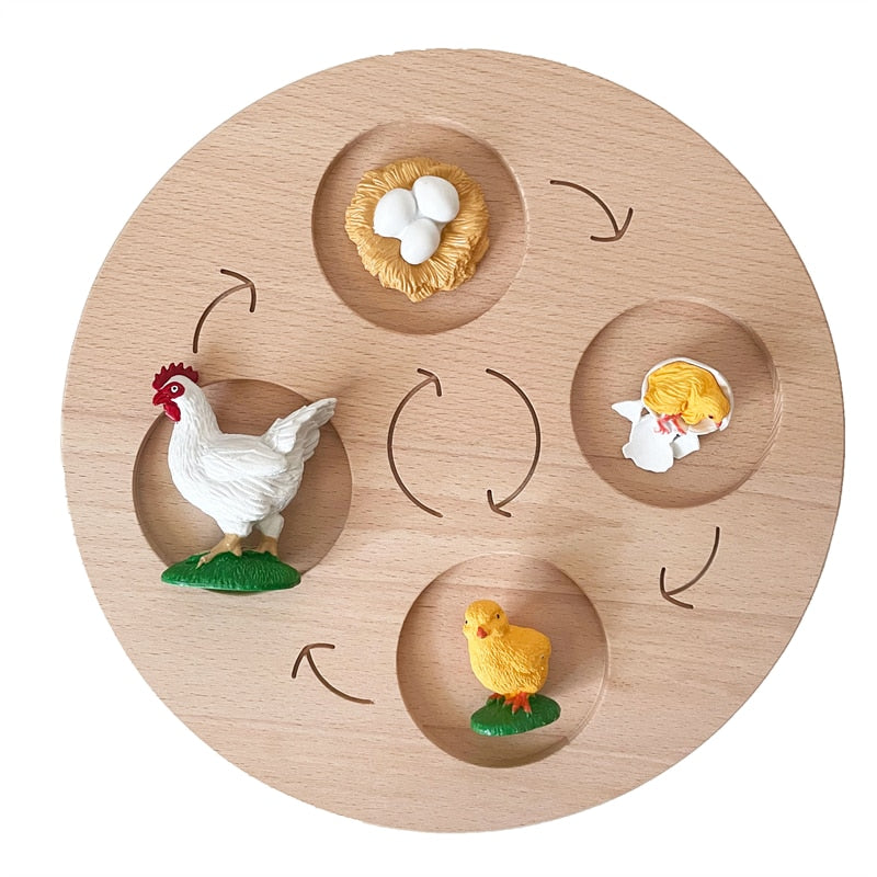 Fidtoy Planche de cycle de vie Montessori en bois - Jouet scientifique éducatif pour enfants