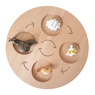 Fidtoy Planche de cycle de vie Montessori en bois - Jouet scientifique éducatif pour enfants