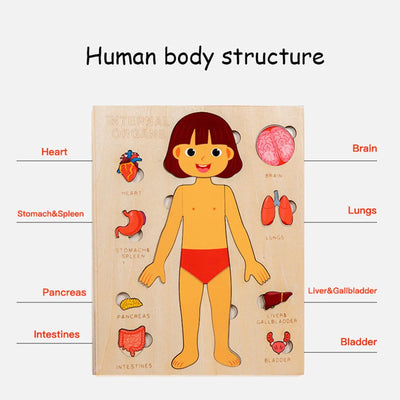 Set de Rompecabezas de Órganos Humanos Fidtoy, Juguete Montessori para Aprender Anatomía