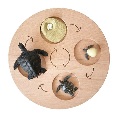 Fidtoy Planche de cycle de vie Montessori en bois - Jouet scientifique éducatif pour enfants