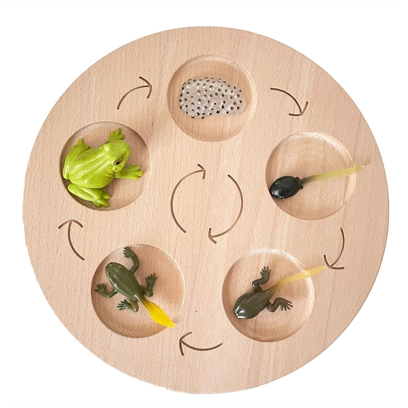 Fidtoy Planche de cycle de vie Montessori en bois - Jouet scientifique éducatif pour enfants