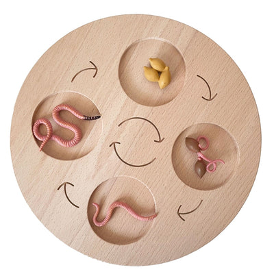 Fidtoy Planche de cycle de vie Montessori en bois - Jouet scientifique éducatif pour enfants