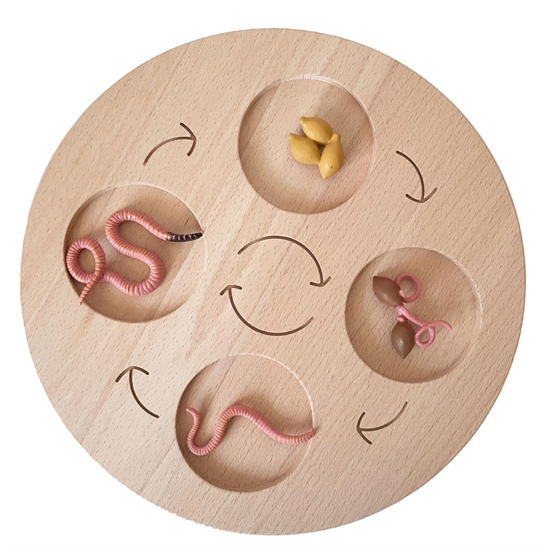 Fidtoy Planche de cycle de vie Montessori en bois - Jouet scientifique éducatif pour enfants