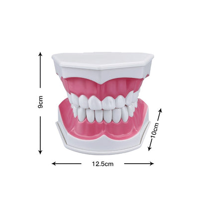 Extra Large Montessori Teeth Brushing Educational Toy Typodont