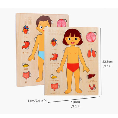 Set de Rompecabezas de Órganos Humanos Fidtoy, Juguete Montessori para Aprender Anatomía