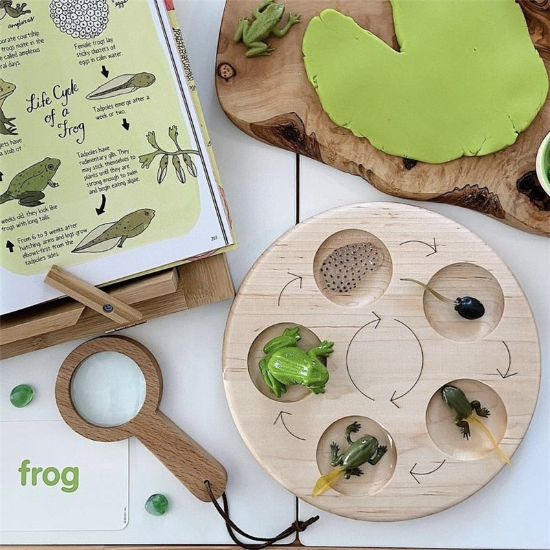 Fidtoy Planche de cycle de vie Montessori en bois - Jouet scientifique éducatif pour enfants