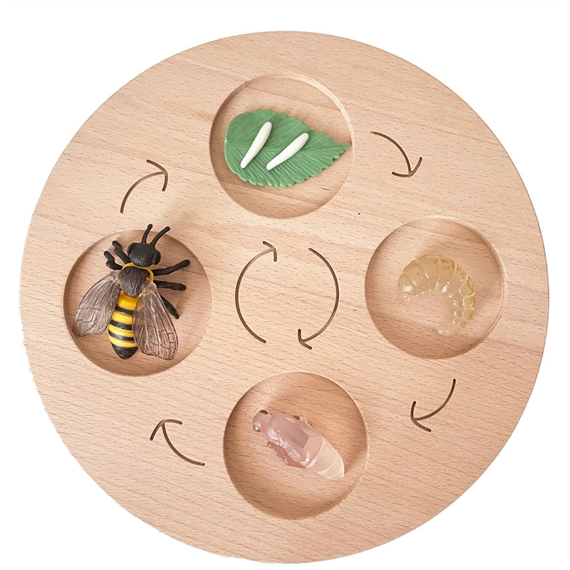 Fidtoy Planche de cycle de vie Montessori en bois - Jouet scientifique éducatif pour enfants