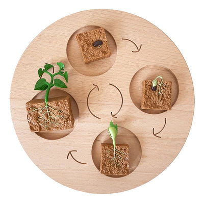 Fidtoy Planche de cycle de vie Montessori en bois - Jouet scientifique éducatif pour enfants