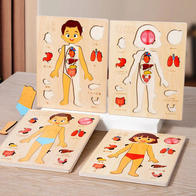 Set de Rompecabezas de Órganos Humanos Fidtoy, Juguete Montessori para Aprender Anatomía