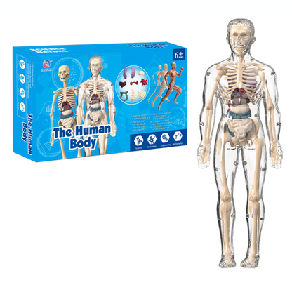 Human Anatomy – Leren & Ontdekken – Menselijk Lichaam Model Kit