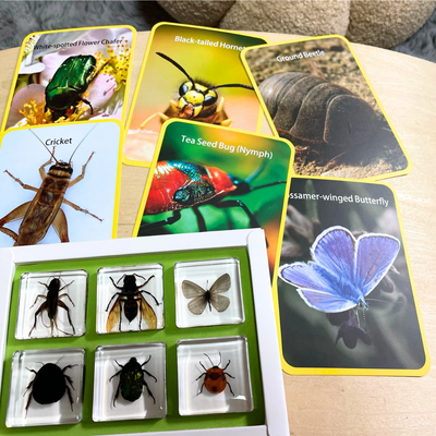 Insects Bugs Animals Resin Epoxy Specimens Gift Set of 6