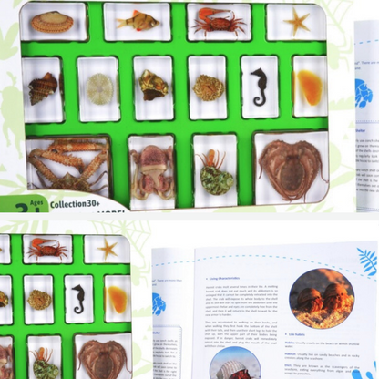 14 Marine Life Ocean Sea Animals King Crab Octopus  Specimens Resin Epoxy Large Gift Pack