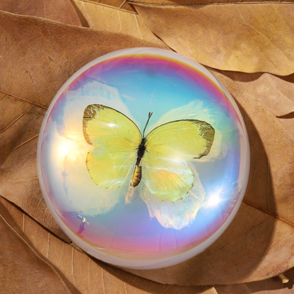 Butterfly Scorpion Spider Specimen Resin Hemisphere Domes Insects Bugs  Circular Blocks Science Toy