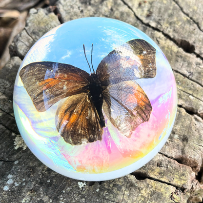 Butterfly Scorpion Spider Specimen Resin Hemisphere Domes Insects Bugs  Circular Blocks Science Toy