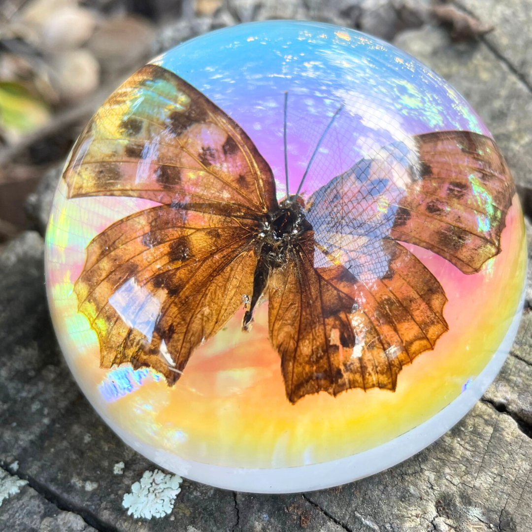 Butterfly Scorpion Spider Specimen Resin Hemisphere Domes Insects Bugs  Circular Blocks Science Toy