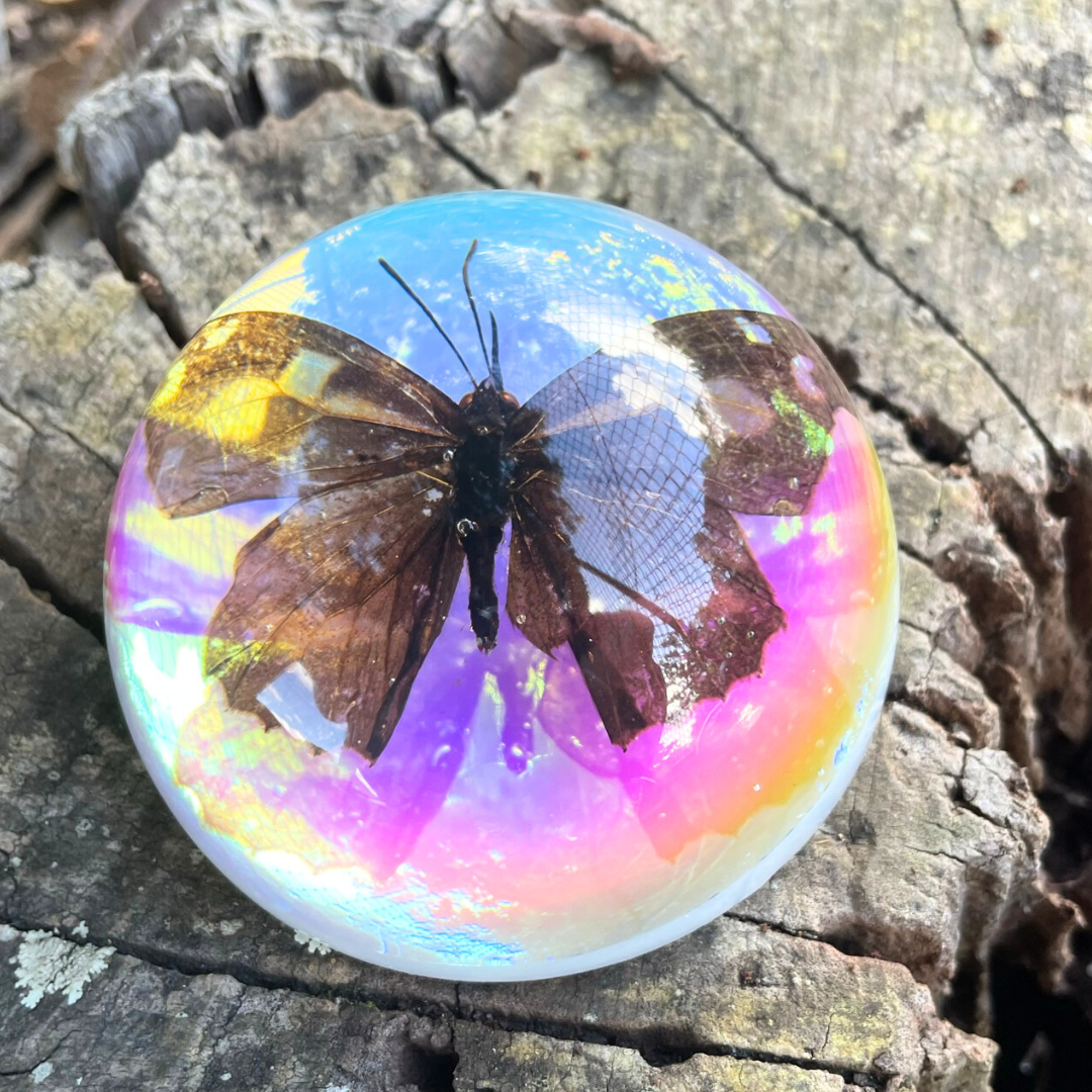 Butterfly Scorpion Spider Specimen Resin Hemisphere Domes Insects Bugs  Circular Blocks Science Toy