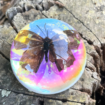 Butterfly Scorpion Spider Specimen Resin Hemisphere Domes Insects Bugs  Circular Blocks Science Toy