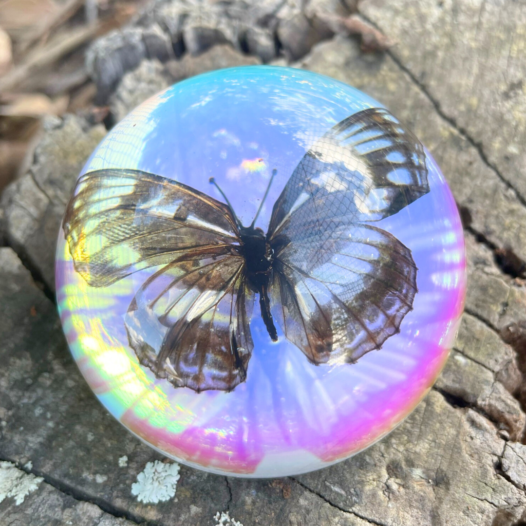 Butterfly Scorpion Spider Specimen Resin Hemisphere Domes Insects Bugs  Circular Blocks Science Toy