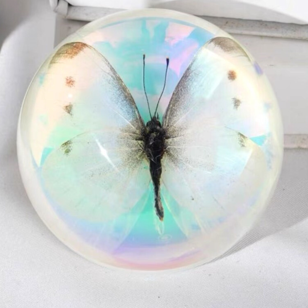 Butterfly Scorpion Spider Specimen Resin Hemisphere Domes Insects Bugs  Circular Blocks Science Toy