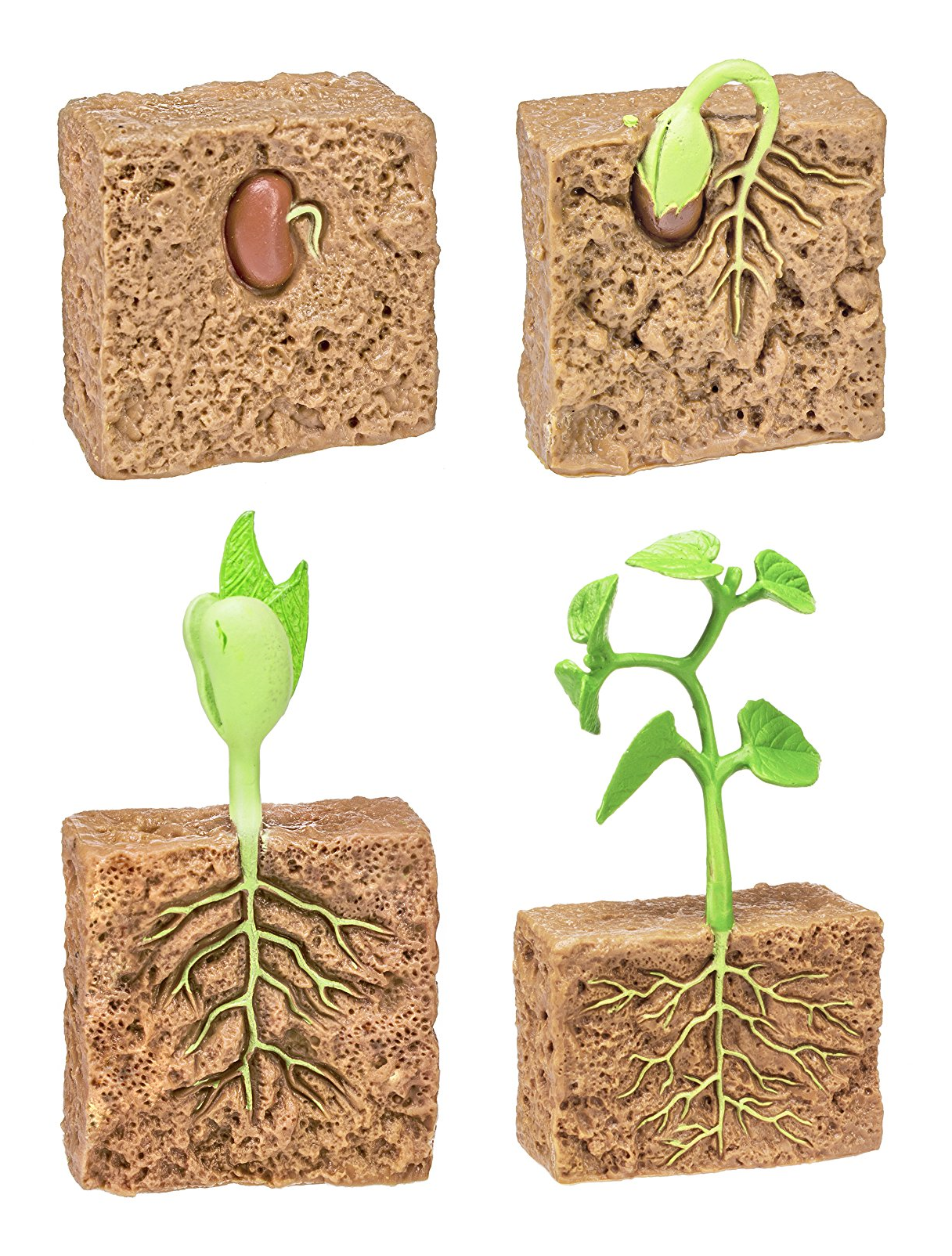 Plant Life Cycle PVC Toy