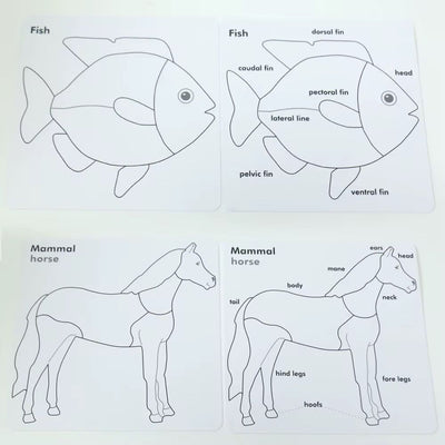 Montessori Zoology Control Cards – Animal Classification and Anatomy Learning Set