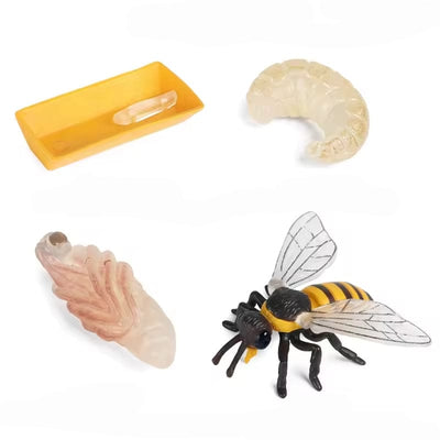 Le cycle de vie de l'abeille Montessori