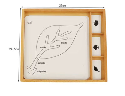 Tarjetas de control de botánica Montessori - Clasificación de árboles, hojas y flores